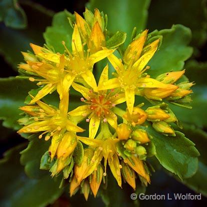 Complex Yellow Flower_53818.jpg - Photographed near Carleton Place, Ontario, Canada.